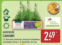 Aldi Nord GARDENLINE Lavendel Angebot