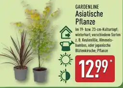 Aldi Nord GARDENLINE Asiatische Pflanze Angebot