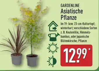 Aldi Nord GARDENLINE Asiatische Pflanze Angebot