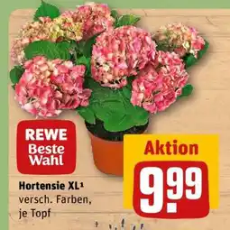 REWE Hortensie XL Angebot