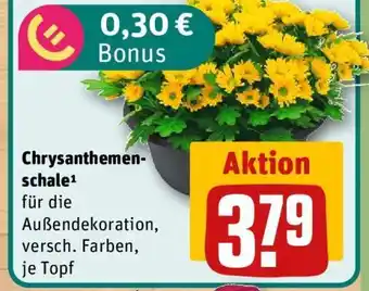 REWE Chrysanthemenschale Angebot
