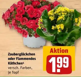 REWE Zauberglöckchen oder Flammendes Käthchen Angebot