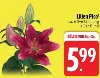 Edeka Lilien Pico Angebot