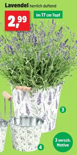 Thomas Philipps Lavendel Angebot