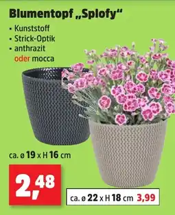 Thomas Philipps Blumentopf,,Splofy Angebot