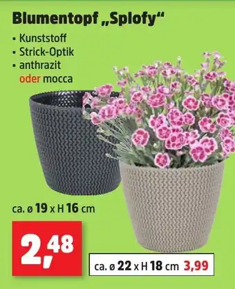Thomas Philipps Blumentopf,,Splofy Angebot