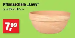 Thomas Philipps Pflanzschale,,Levy Angebot