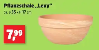 Thomas Philipps Pflanzschale,,Levy Angebot