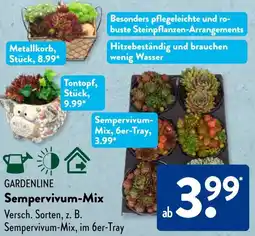 Aldi Süd GARDENLINE Sempervivum-Mix Angebot