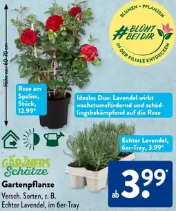 Aldi Süd Gartenpflanze Angebot