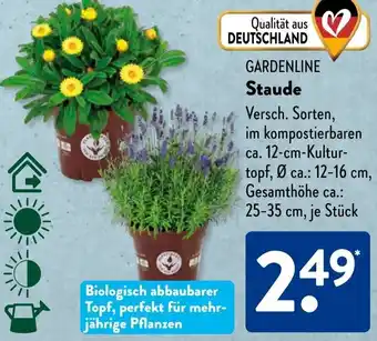 Aldi Süd GARDENLINE Staude Angebot