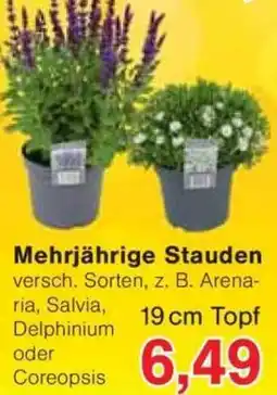 Jawoll Mehrjährige Stauden Angebot