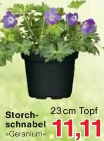 Jawoll Storchschnabel Angebot