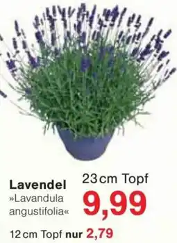 Jawoll Lavendel Angebot