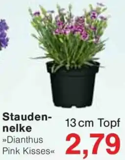 Jawoll Staudennelke Angebot