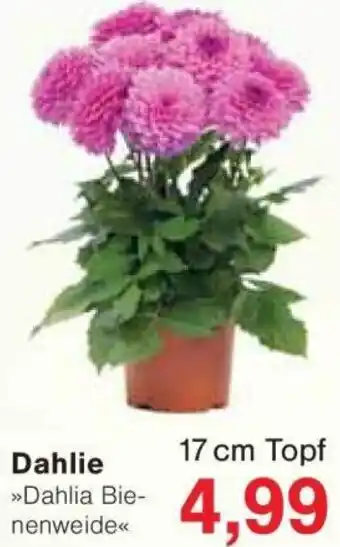 Jawoll Dahlie Angebot