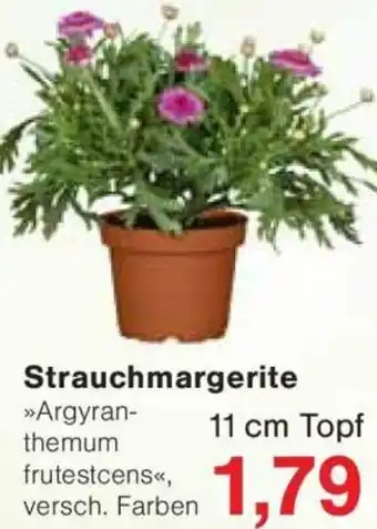 Jawoll Strauchmargerite Angebot