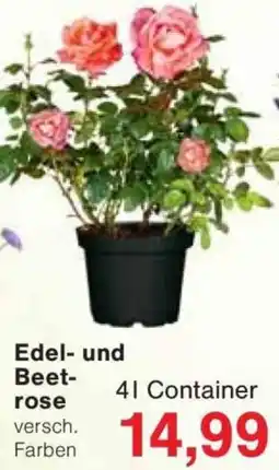 Jawoll Edel- und Beetrose Angebot