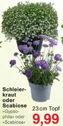 Jawoll Schleierkraut oder Scabiose Angebot