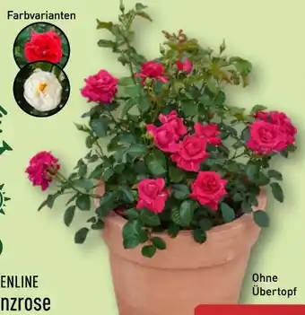 Aldi Nord Gardenline Lizenzrose Palace Angebot