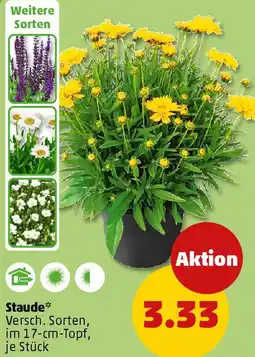 PENNY Staude Angebot