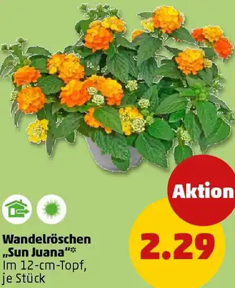 PENNY Wandelröschen „Sun Juana" Angebot