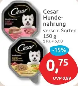 Budni Cesar Hundenahrung Angebot