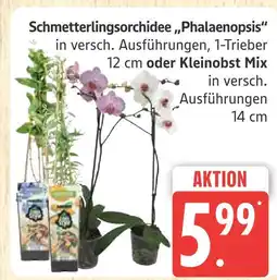 Marktkauf Schmetterlingsorchidee „phalaenopsis“ Angebot