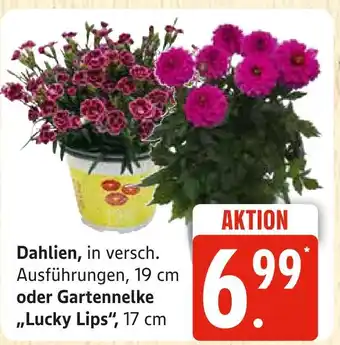 Marktkauf Dahlien Angebot