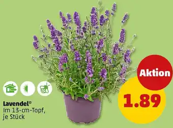 PENNY Lavendel Angebot