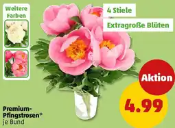 PENNY Premium Pfingstrosen Angebot