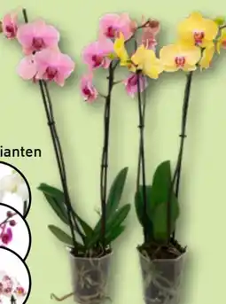 Aldi Nord Gardenline Phalaenopsis Angebot
