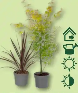 Aldi Nord Gardenline Keulenlilie Angebot