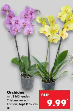 Kaufland Orchidee Angebot