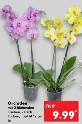 Kaufland Orchidee Angebot