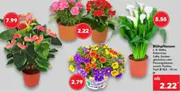 Kaufland Blühpflanzen Angebot