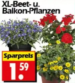 Wreesmann XL-Beet-u. Balkon-Pflanzen Angebot