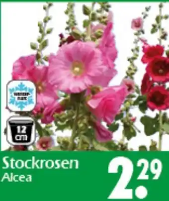 Wreesmann Stockrosen Alcea Angebot