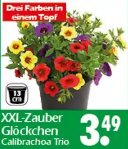 Wreesmann XXL-Zauber Glöckchen Calibrachoa Trio Angebot