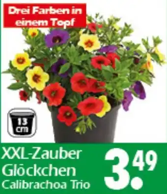 Wreesmann XXL-Zauber Glöckchen Calibrachoa Trio Angebot