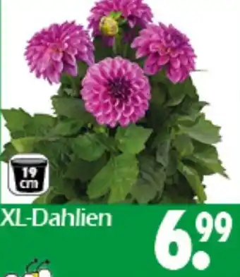 Wreesmann XL-Dahlien Angebot