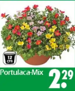 Wreesmann Portulaca-Mix Angebot