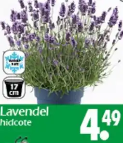 Wreesmann Lavendel hidcote Angebot
