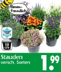 Wreesmann Stauden Angebot