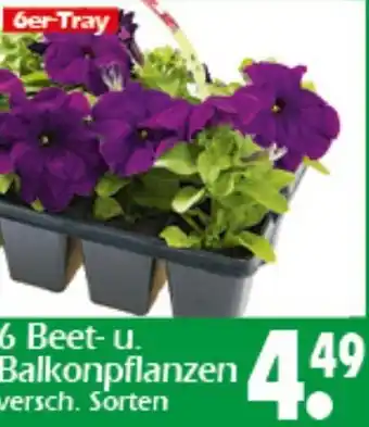 Wreesmann 6 Beet- u. Balkonpflanzen Angebot