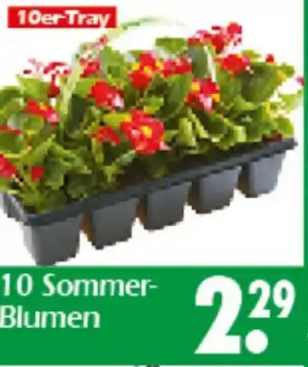 Wreesmann 10 Sommer- Blumen Angebot
