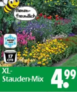 Wreesmann XL Stauden-Mix Angebot