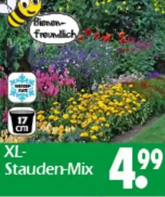 Wreesmann XL Stauden-Mix Angebot