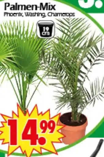 Wreesmann Palmen-Mix Angebot