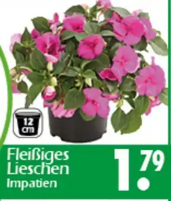 Wreesmann Fleißiges Lieschen Impatien Angebot